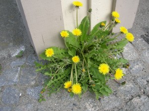 DSCN4774