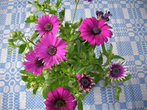 EochM:s blomma